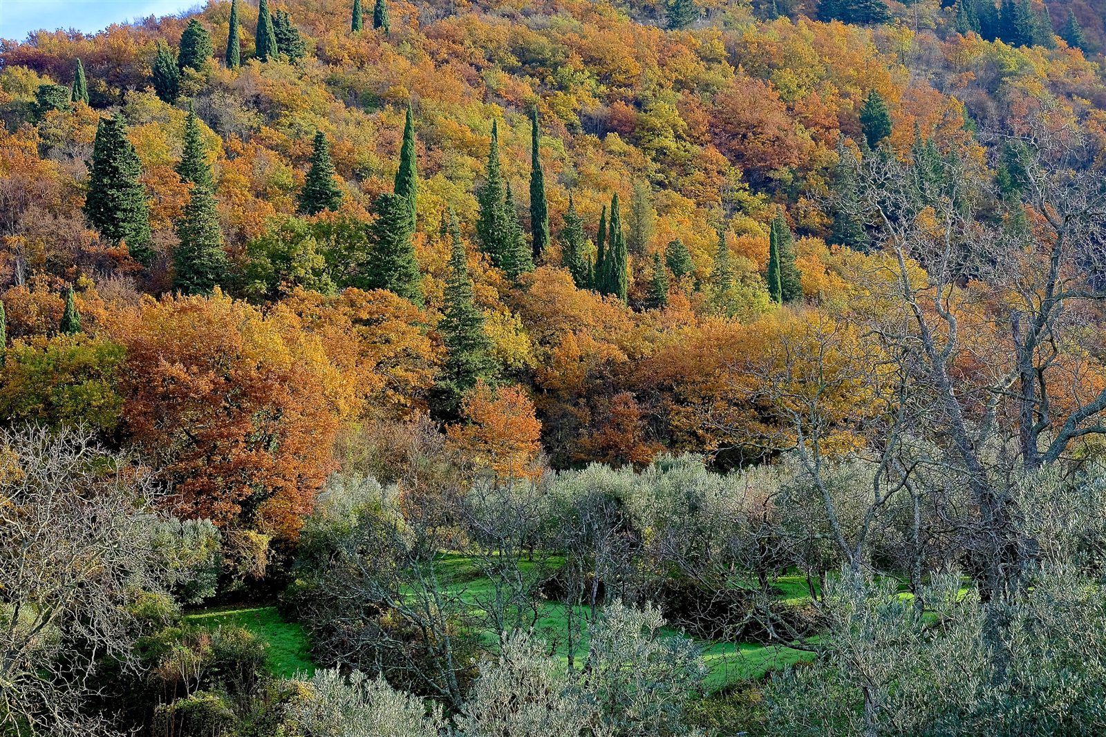 I boschi nei colori autunnali