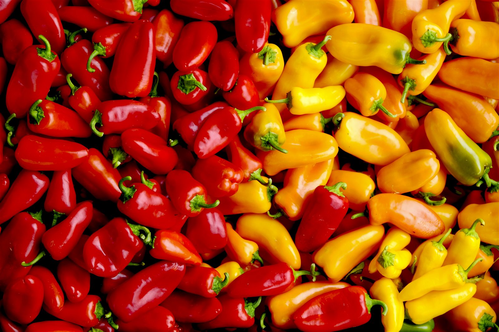 I peperoni raccolti nell’orto
