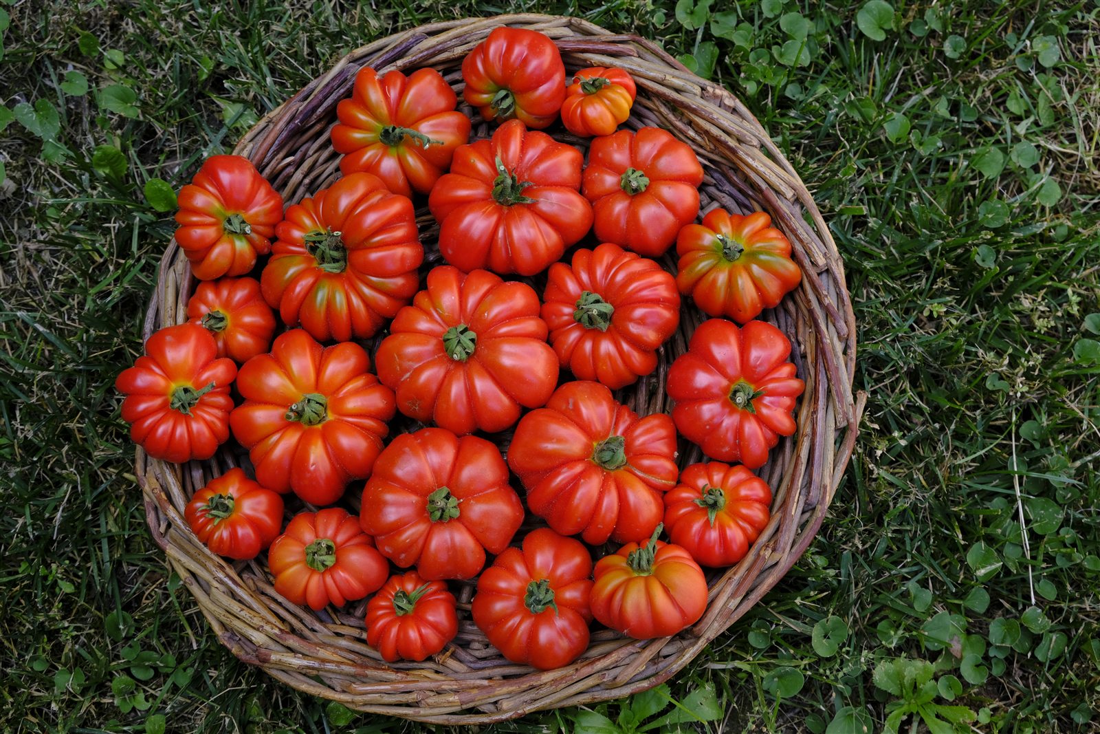 I pomodori dell’orto